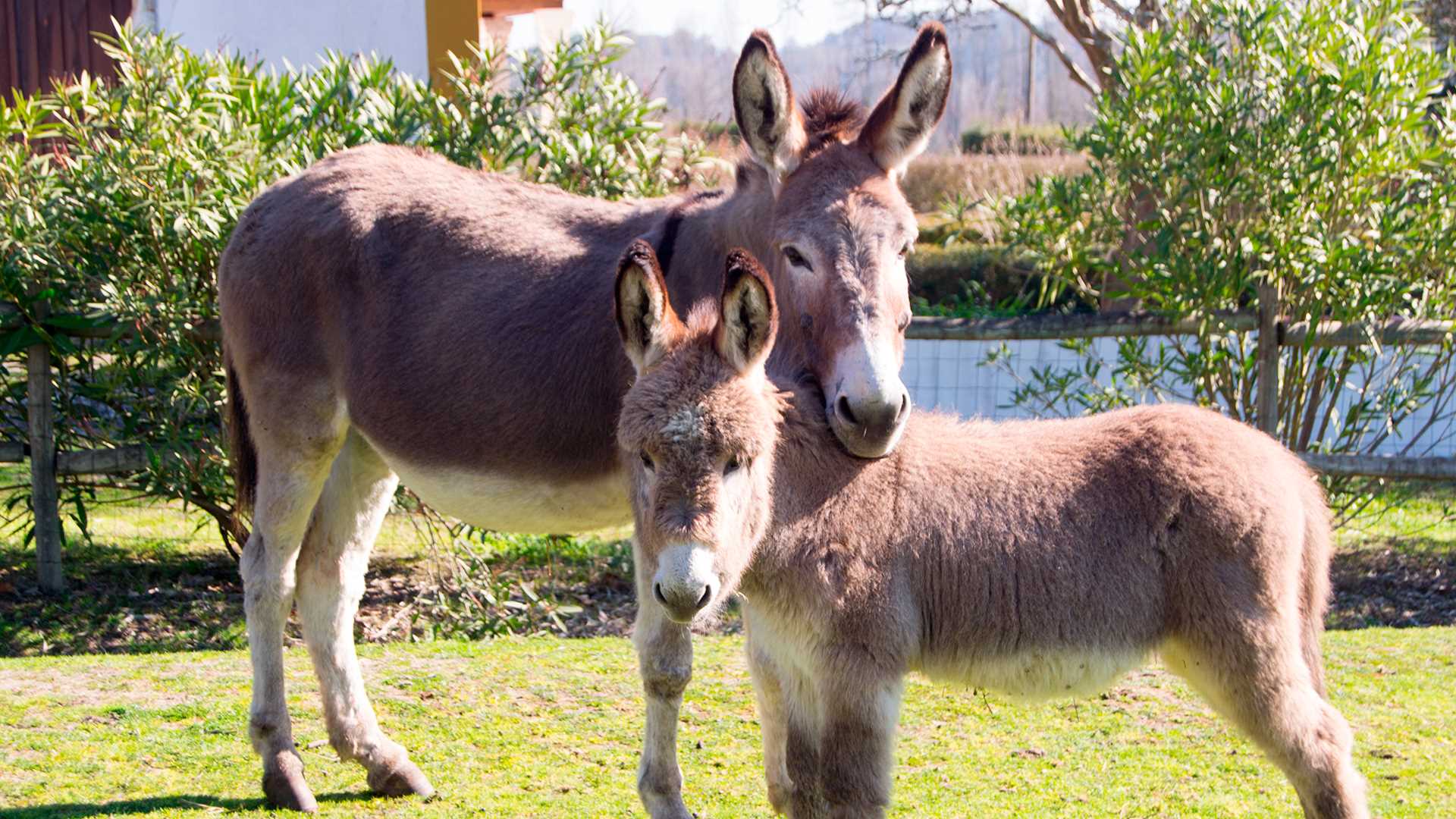 QUINTA DA ALCAIDARIA-MÓR