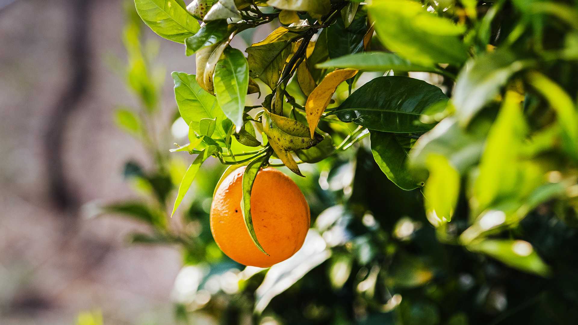 QUINTA DE SANTO ANTÓNIO