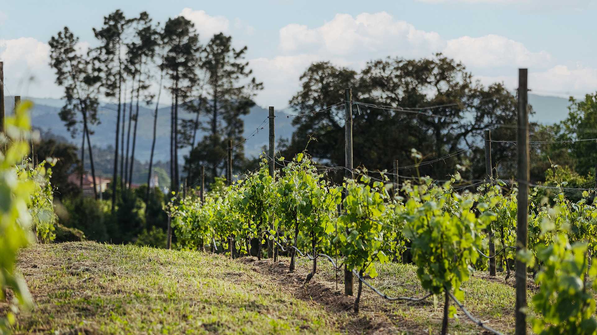 QUINTA DE SANTO ANTÓNIO